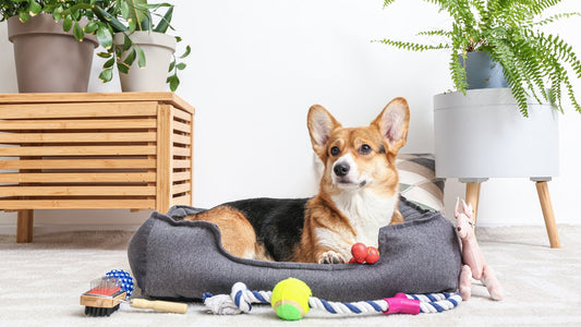 Top Dog Beds for Your Furry Friend