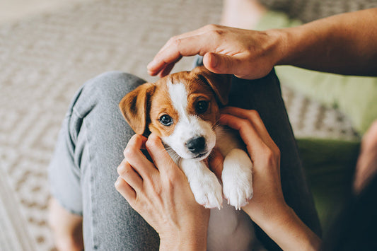 New Dog, Who Dis? How to Introduce a Pup to the Family