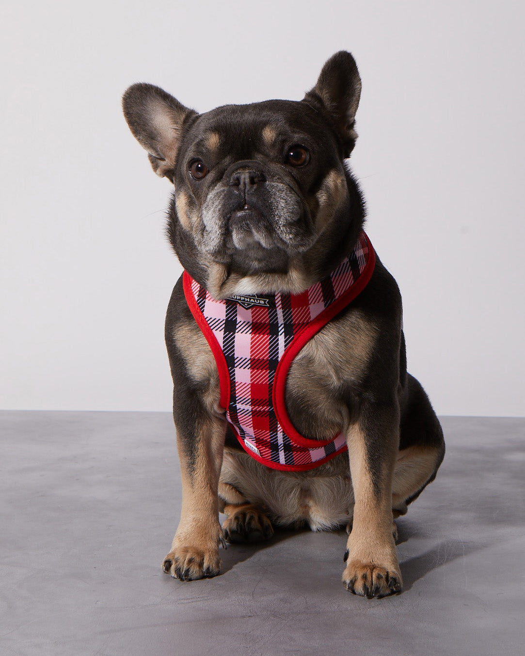 Smooch My Pooch Reversible Harness