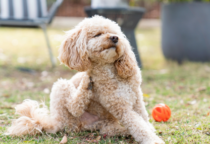 Dog Skin Soothing Cream