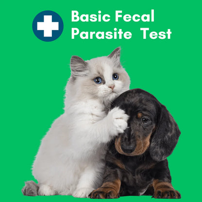 Basic Fecal Parasite Test (Screen or Recheck)