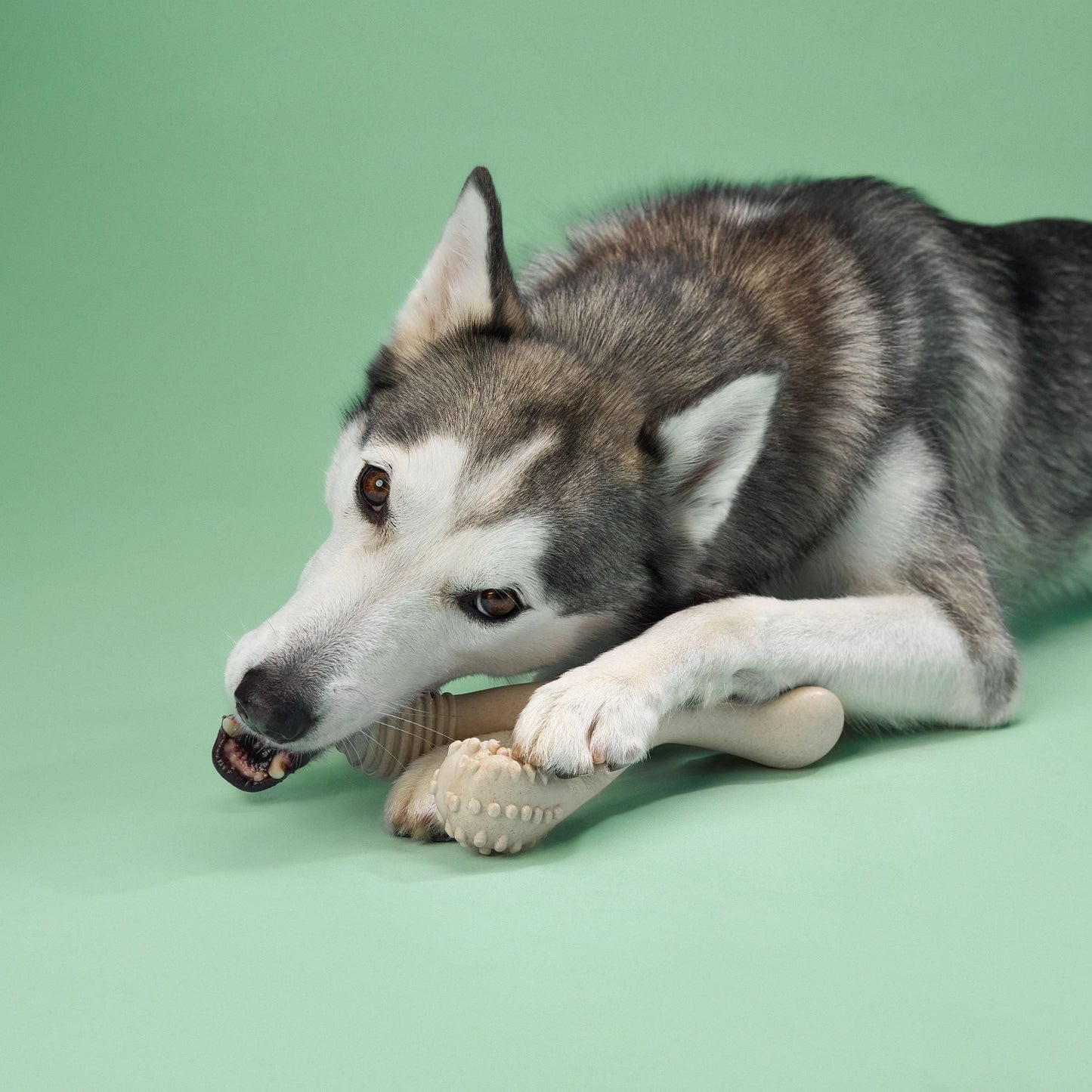 BetterBone MEDIUM Durability: Perfect Chew for Everyday Chewers | Natural, Eco-Friendly, Non-Toxic