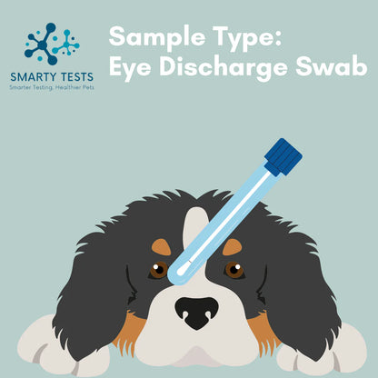 Canine Distemper Virus 10-Minute Rapid Test