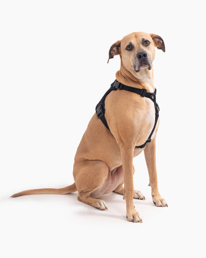 Signature Harness - Pup List