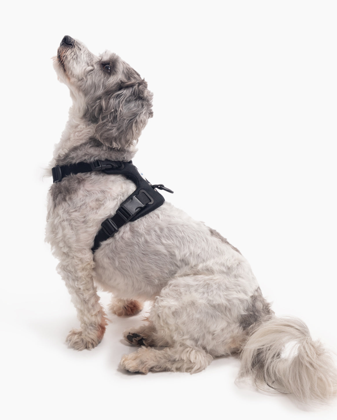 Signature Harness - Pup List