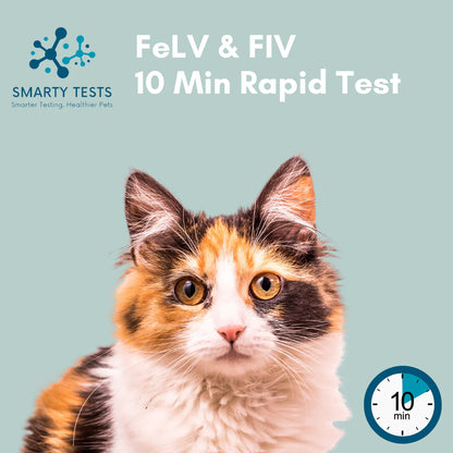 Feline Leukemia FeLV & Immunodeficiency Virus FIV 10-Minute Rapid Test