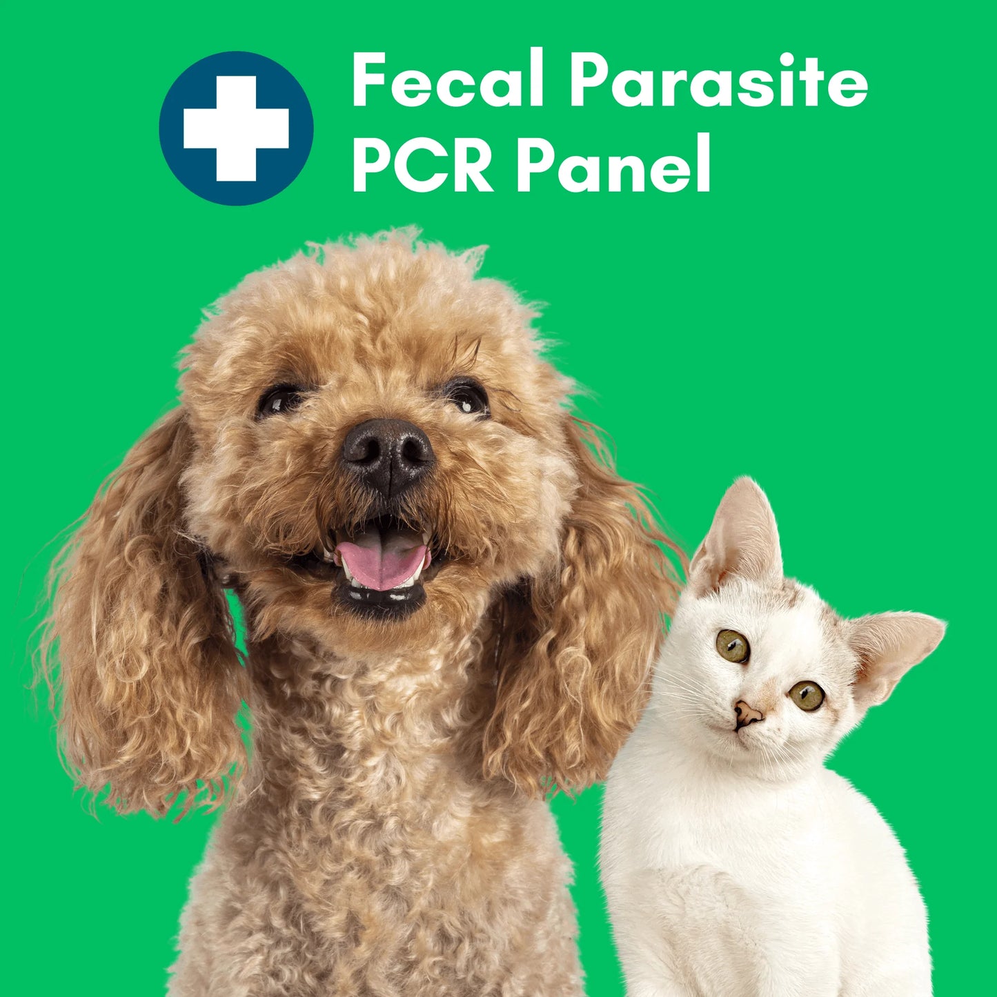 Fecal Parasite PCR Test (Comprehensive) for Dogs & Cats