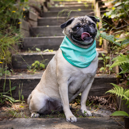 ICE BAND - Dog Cooling Bandana - Aqua