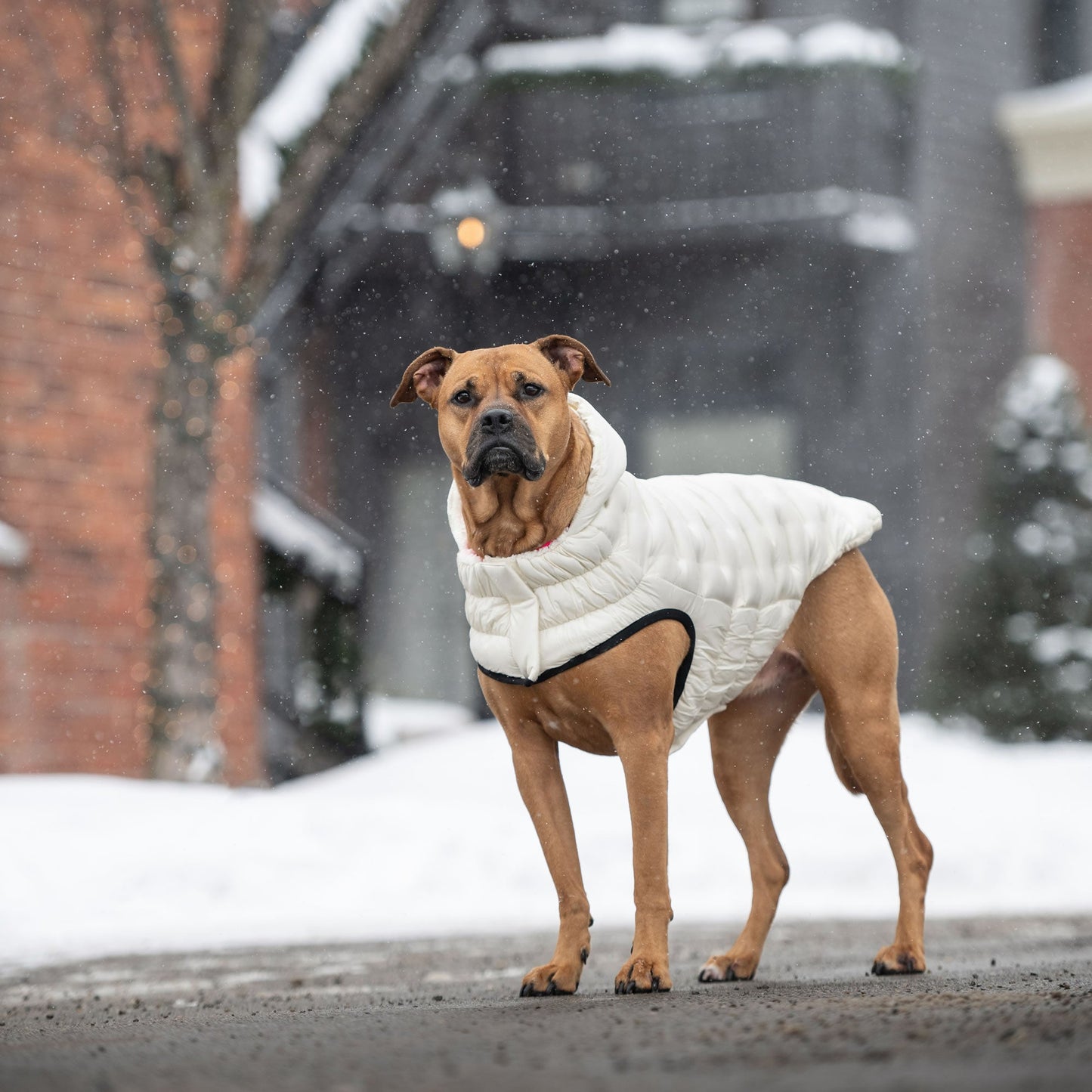 Cloud Parka