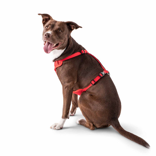 Travel Harness - Red