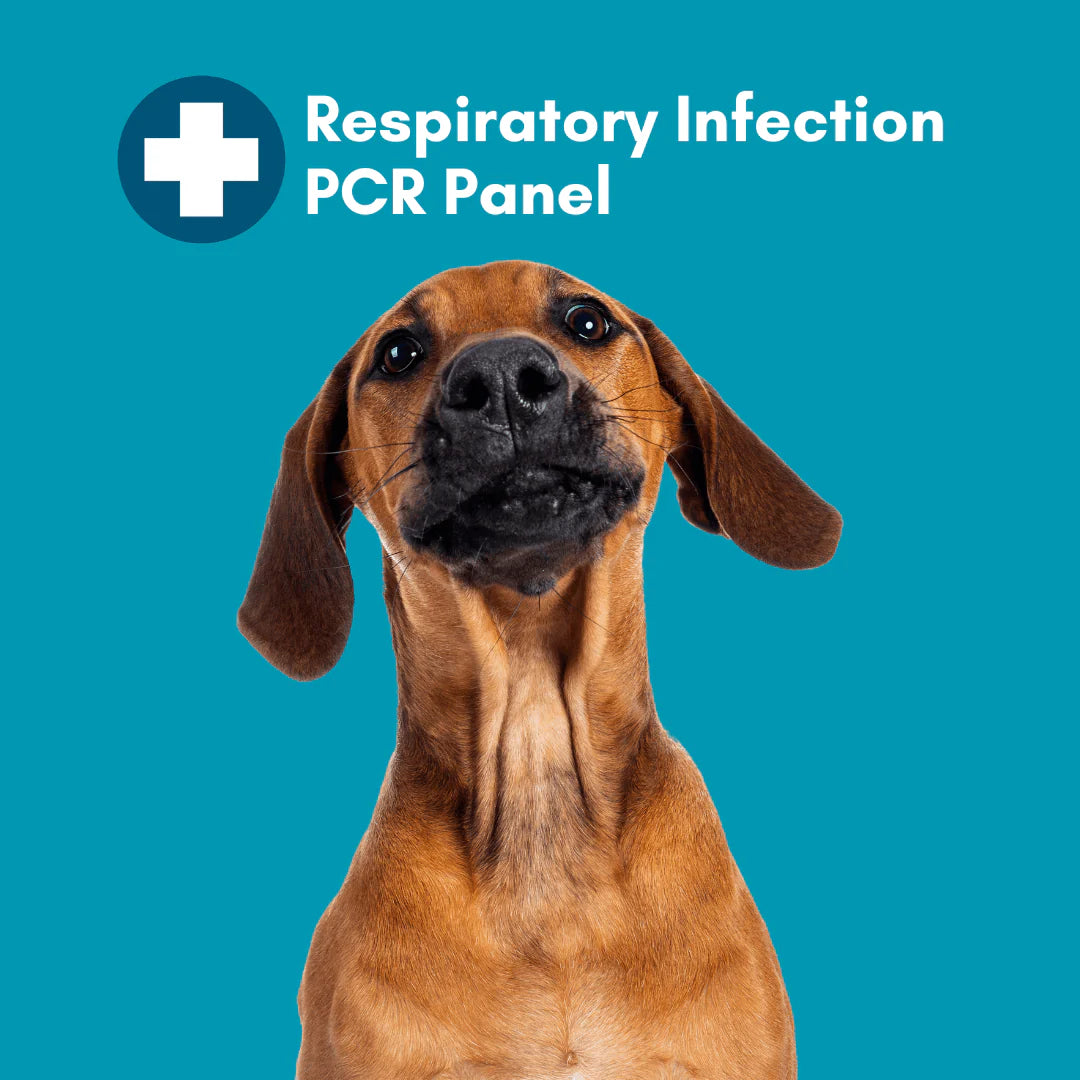 Respiratory Infection PCR Test for Dogs