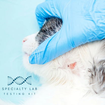 Ringworm PCR Test for Dogs & Cats