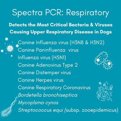 Respiratory Infection PCR Test for Dogs