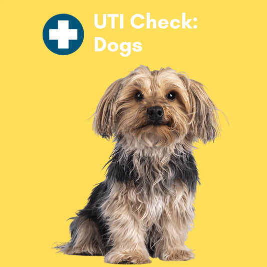 Urinary Tract Infection BioScreen & Culture for Dogs