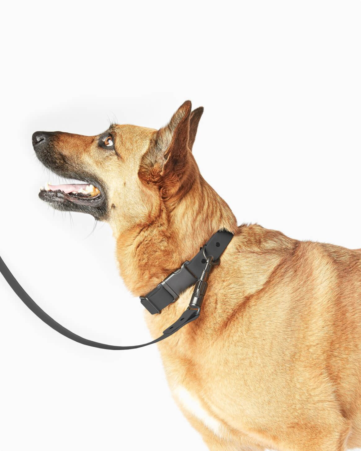 Signature Leash - Pup List