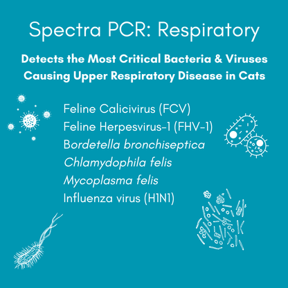 Respiratory Infection PCR Test for Cats